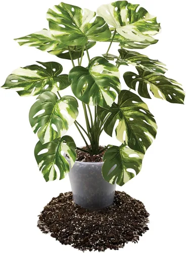 Miniatura 3 de Gardenera Mezcla prémium para macetas Aroid - 2 cuartos de galón - Mezcla libre de tierra para Aroids - Medio de cultivo para plantas