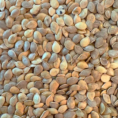 Miniatura 2 de Paquete de 50 semillas de calabaza Jack Be Little para plantar, semillas nuevas y de calidad con alta tasa de germinación, naranja