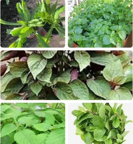 Set de 5 Verduras vietnamitas Ngò GAI, Rau Càng Cua, Rau tía tô, Kinh giải, húng lûi Culantro Thai Parley, Peperomia pellucida Plant Seeds y