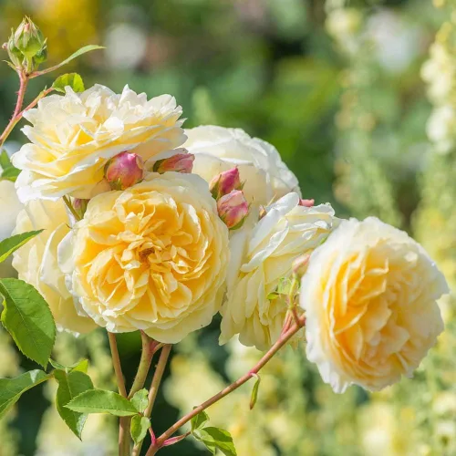 Miniatura 3 de Rosas trepadoras inglesas de reliquia, planta de raíz propia viva para jardín al aire libre, Teasing Georgia™, Zonas de rusticidad muy fragantes