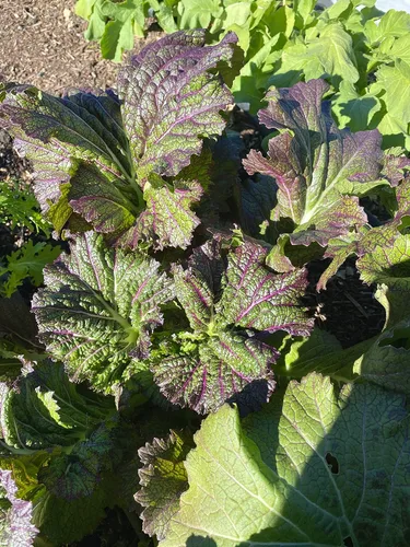 Miniatura 2 de Plant Good Seed Semillas orgánicas de mostaza de lengua de dragón – Paquete de 200, semillas tradicionales para plantar verduras – Suministros