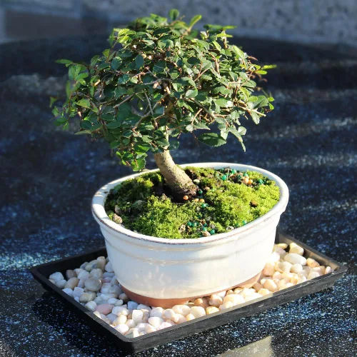 Miniatura 2 de Brussel's - Árbol bonsái de olmo chino vivo para exteriores, 5 años de edad; 10 a 14 pulgadas de alto con recipiente decorativo, bandeja de humedad