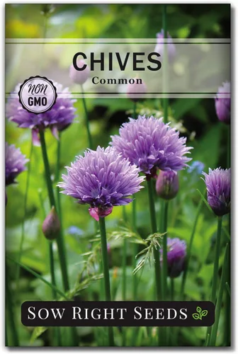 Sow Right Seeds - Semilla de cebollino común para plantar - Paquete de reliquia sin OMG con instrucciones para plantar y cultivar hierbas de cocina