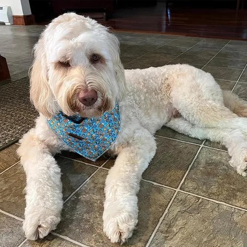 Miniatura 5 de Lionheart Glory Bandana para perro, bufanda azul para perro, estampado de cerveza, ajustable para perros pequeños a grandes