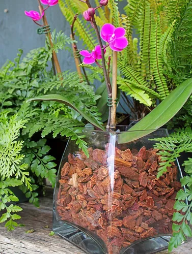 Miniatura 4 de SuperMoss (23114) Corteza para macetas de orquídeas, natural, 4 cuartos de galón