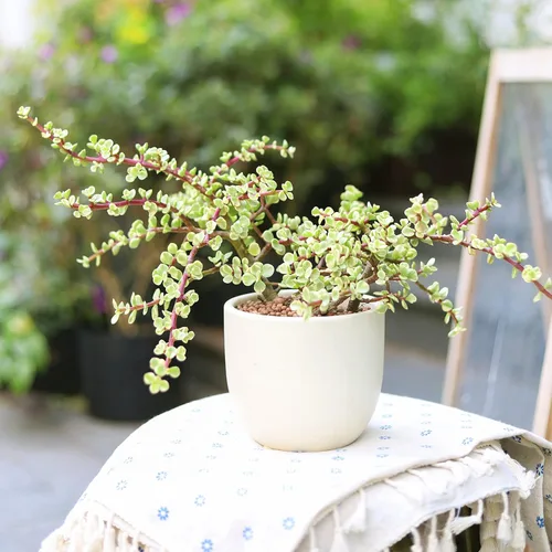 Miniatura 3 de Arbusto de elefante abigarrado Portulacaria afra - Planta viva suculenta Árbol de dinero de la suerte, decoración única de regalo