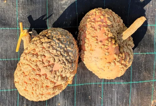 Miniatura 4 de TomorrowSeeds - Semillas de calabaza de maní (Galeux d'Eysines) - Paquete de 10 unidades - para calabazas de Halloween francesas de duende verrugoso