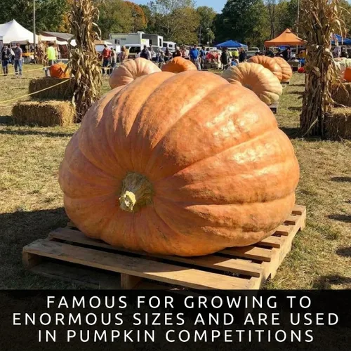 Miniatura 4 de La calabaza más grande del mundo 10 semillas Cultiva calabazas gigantes del Atlántico