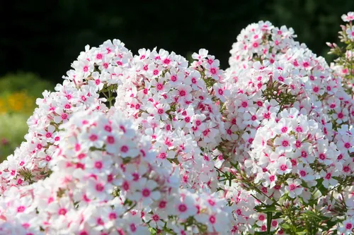 Miniatura 4 de 10 Tall Garden Phlox Paniculata Mixed Colors 'New Hybrids Mix' Flower Seeds