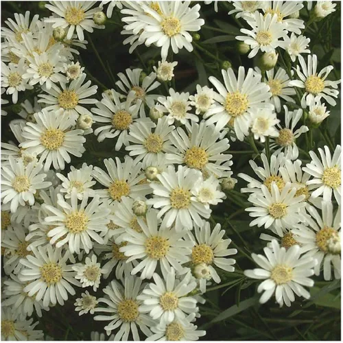 Miniatura 4 de Everwilde Farms - 2000 semillas de flores silvestres nativas de aster de tierras altas blancas - Paquete de semillas jumbo Gold Vault