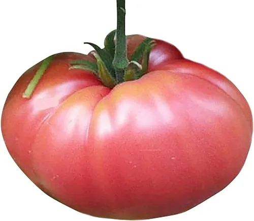 Semillas de tomate Johnson alemán, tomate grande, uno de los tomates más deliciosos para el cultivo doméstico, sin OMG, sin neonicotinoides.