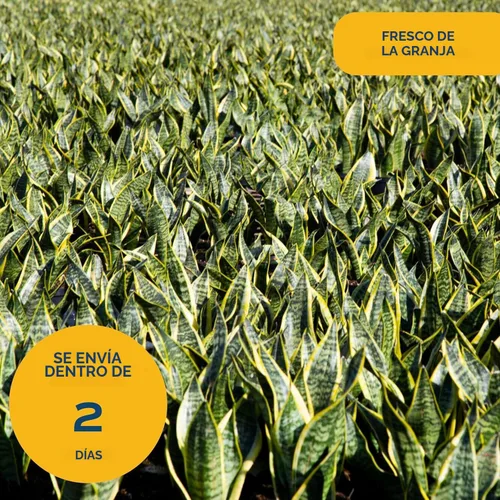 Miniatura 8 de Costa Farms - Planta de la serpiente viva, sansevieria de fácil cuidado, maceta de decoración moderna en tierra, regalo para inauguración