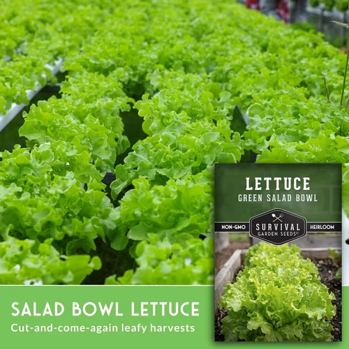 Miniatura 3 de Semillas de lechuga verde para plantar, semillas de lechuga de hojas verdes resistentes al calor para cultivo de jardín, variedad tradicional