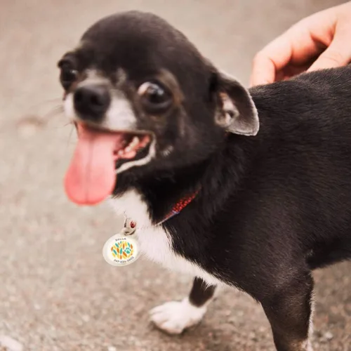 Miniatura 6 de Placa de identificación de perro con código QR, placa de identificación de mascota silenciosa grabada con perfil en línea («diseño de pata»)