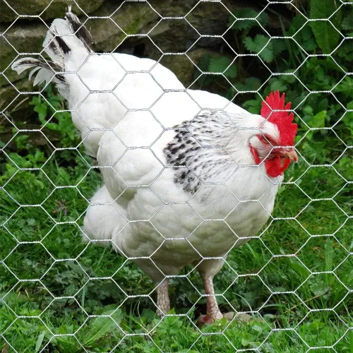 Miniatura 3 de MTB 20GA - Alambre hexagonal galvanizado para aves de corral, 12 pulgadas x 150 pies x 1 pulgada