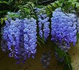Planta viva de glicina azul/morada de 3-6 pulgadas, semillas, bulbos, plantas y más