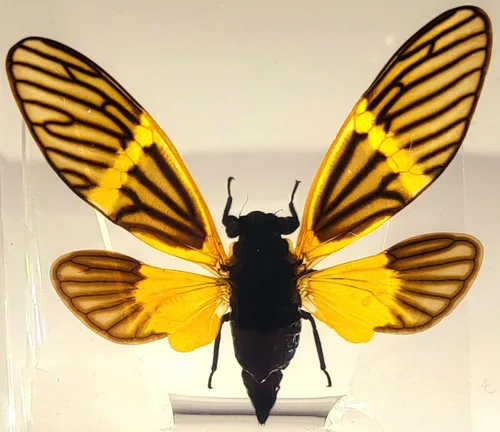 Miniatura 30 de 44mm Escorpión real asiático gigante en resina de lucite transparente cristal, especímenes de artesanía, insectos de animales varios, colección