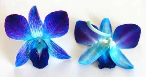 Miniatura 3 de Miami Fresh Orchid Flower OrchidClub USA Sunne Tropical Loose Bloom Head DIY Lei Food Drink Decoración AZUL (100 AZUL REAL)