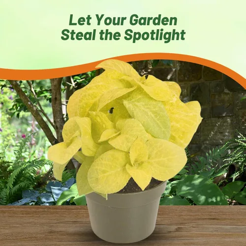 Miniatura 4 de Outsidepride 100 semillas anuales Coleus Wizard Golden Follage House Plant o Garden Flower Seeds