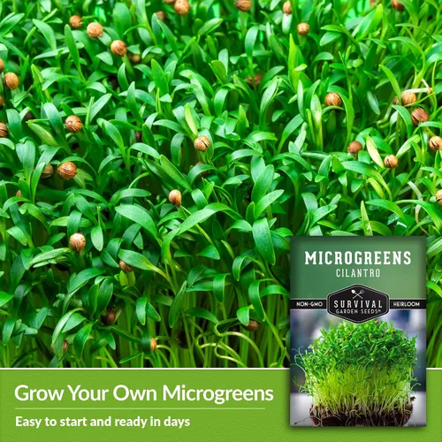 Miniatura 4 de Semillas de cilantro microgreen para germinar – Semillas de cilantro de reliquia sin OMG para microgreens frescos y sabrosos – Cultivo