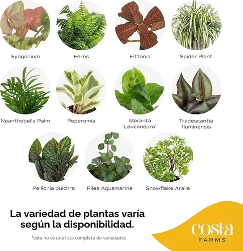 Miniatura 3 de Costa Farms Plantas vivas mini de interior en macetas de plástico, fáciles de mantener, plantas de interior purificadoras de aire, decoración