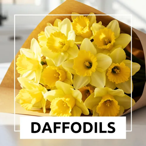 Miniatura 4 de 5 bulbos amarillos de narciso, flores gigantes grandes de narciso, fáciles de cultivar, bulbos de plantación de otoño para flores vibrantes