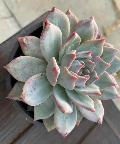 Miniatura 5 de Live Echeveria Blue Bird - Planta suculenta de 4 pulgadas, baja agua, tolerante a la sequía con tierra, floración durante todo el año, verde