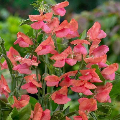 Miniatura 7 de Outsidepride Miss Wilmott Semillas de guisantes dulces – 100 piezas anuales, fáciles de cultivar, semillas de vid para plantar flores fragantes