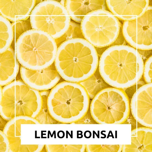 Miniatura 5 de Semillas de árbol bonsái de limón enano, 20 semillas, cultiva un delicioso árbol bonsái con fruta, ideal para jardinería en el hogar