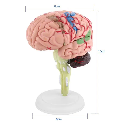 Miniatura 2 de Modelo de cerebro humano, modelo cerebral anatómico médico con arterias para ciencias Exhibición de estudio en el aula Modelo médico de enseñanza