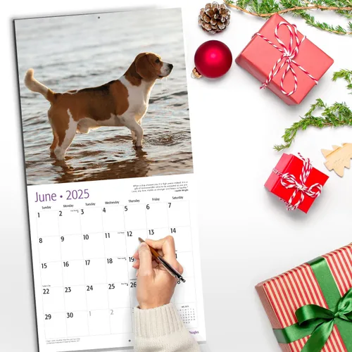 Miniatura 5 de RED EMBER Beagles - Calendario de pared 2025 de 12 meses, 12 x 24 pulgadas, abierto, papel grueso y resistente, para regalo, calendario 2025