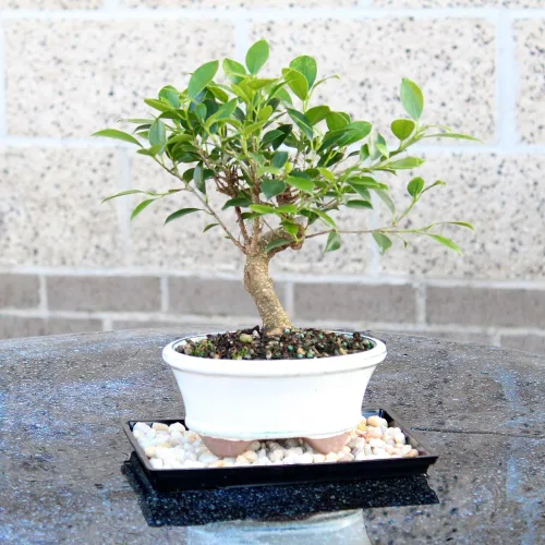Miniatura 6 de Brussel's Live Golden Gate Ficus - Árbol bonsái para interiores, 5 años de edad; 6 a 10 pulgadas de alto con recipiente decorativo, bandeja