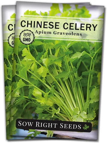 Sow Right Seeds - Semillas de apio chino para plantar - Paquete de reliquia sin OMG con instrucciones para plantar y cultivar un huerto casero -