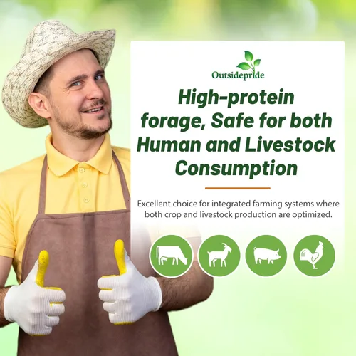 Miniatura 7 de Outsidepride Semillas de caupí – 10 libras tolerantes al calor y la sequía, semillas de caupí ricas en nutrientes para cultivos de cobertura
