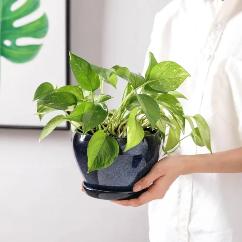Miniatura 7 de vicrays Macetas de cerámica para plantas de interior - Maceta de 6.5 pulgadas con orificio de drenaje y platillo para suculentas, orquídeas, flores