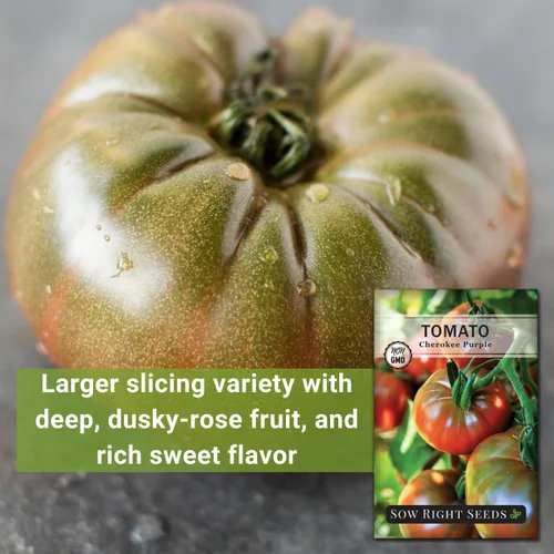 Miniatura 3 de Sow Right Seeds - Semillas de tomate púrpura Cherokee para plantar - Paquete de reliquia sin OMG con instrucciones para plantar un huerto casero