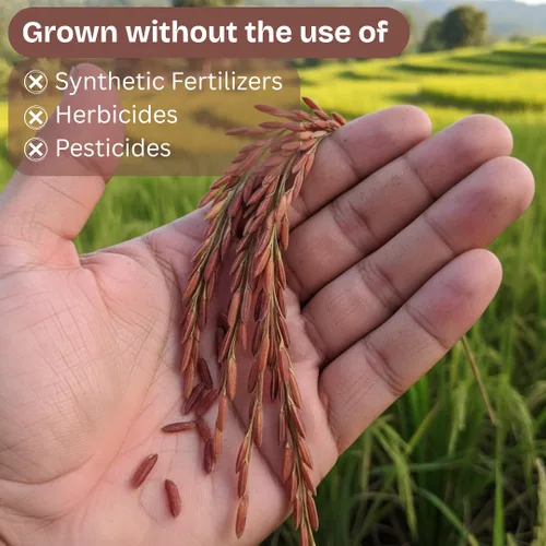 Miniatura 4 de Arroz orgánico de jazmín rojo tailandés, sin gluten, sin conservantes, lote pequeño cultivado en Tailandia, 2 libras