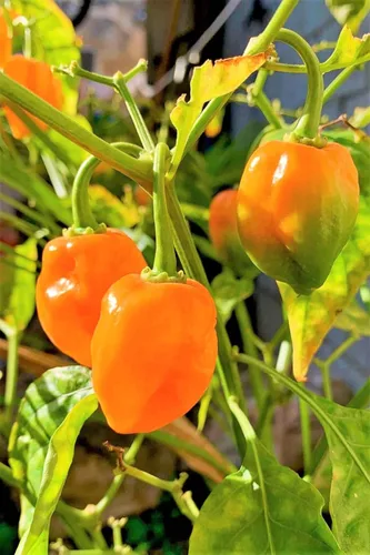 Miniatura 2 de TomorrowSeeds - Semillas de pimiento habanero naranja - Más de 100 unidades - para plantar 350,000 unidades Scoville Scoville picante tropical chile