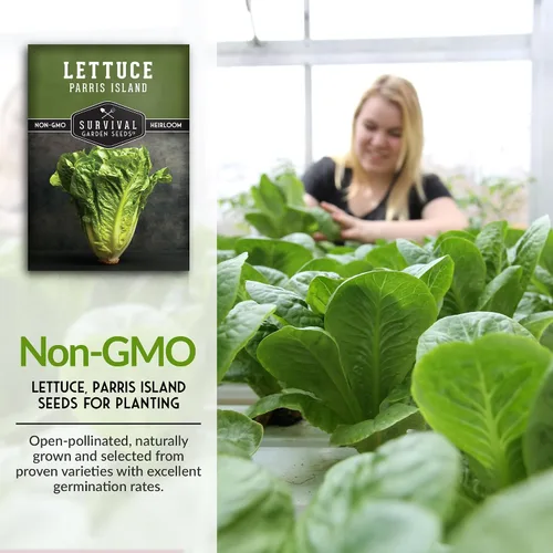 Miniatura 3 de Semillas de lechuga romana para plantar, variedad de reliquia de Parris Island Cos con cabezas crujientes y tiernas, tolerantes al calor, lechuga