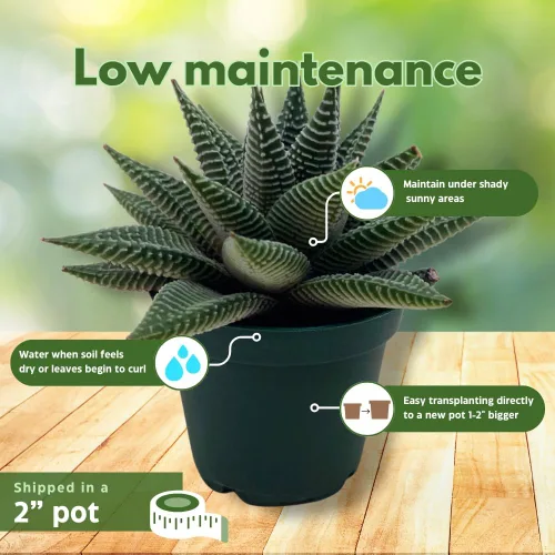 Miniatura 5 de BubbleBlooms Haworthia Miami, 2 pulgadas wandera Tropiflora Lace Aloe