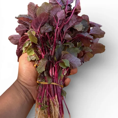 Miniatura 3 de Red Amaranth Lal Tuktuki Seeds - Bangladeshi Lal Shak Amaranthus Tricolor Vegetal de hoja roja de rápido crecimiento Microverdes y semillas
