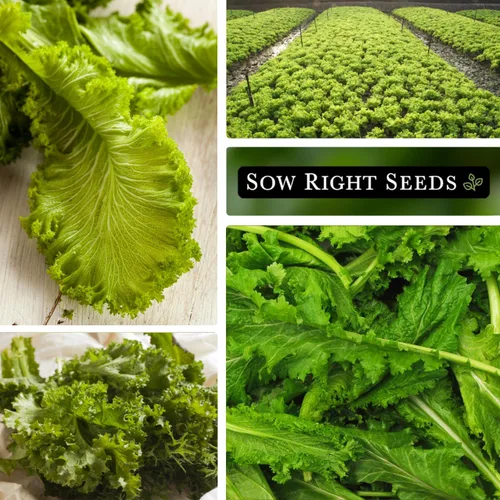 Miniatura 4 de Sow Right Seeds - Semilla de verde mostaza Greenwave para plantar - Paquete de reliquia sin OMG con instrucciones para plantar y cultivar un huerto