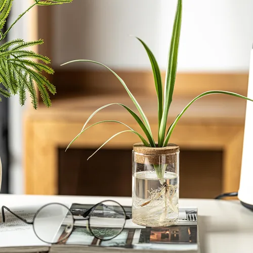 Miniatura 5 de Juego de 6 estaciones de propagación de plantas de vidrio, moderno jarrón de flores de escritorio para esquejes de suculentas, decoración de oficina