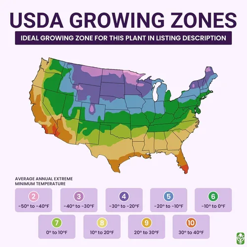 Miniatura 7 de Semillas gigantes de amapola rosa para plantar, 300 semillas de flores frescas, flores silvestres de doble floración, cultivadas en los Estados