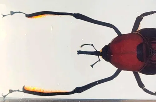 Miniatura 33 de 44mm Hormiga gigante tropical real en resina de lucita transparente cristalina, espécimen preservado Pseudoneoponera Rufipes, taxidermia