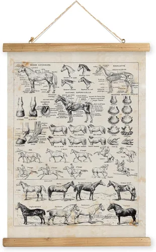 Miniatura 29 de XIAOAIKA Póster Educativo de Vida Silvestre de Seto Británico - Cuadro Ilustrado de la Naturaleza con Marco de Madera - Arte de Pared de Animales