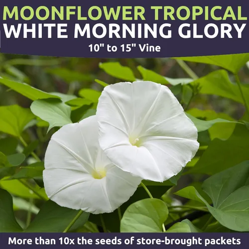 Miniatura 4 de Moonflower - Tropical White Morning Glory - Paquete grande de 1 onza - 100 semillas de flores para plantar - Ipomoea alba