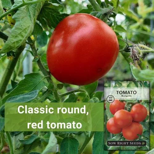 Miniatura 3 de Sow Right Seeds - Semillas de tomate Rutgers para plantar - Paquete de reliquia sin OMG con instrucciones para plantar y cultivar un huerto en casa