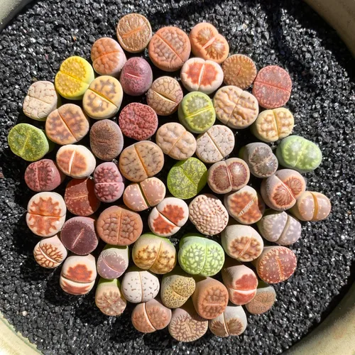 Miniatura 5 de Lithops Mezcla aleatoria de plantas suculentas vivas raras, 30/50/100 piezas de plantas suculentas vivas, raíz desnuda sin tierra de maceta