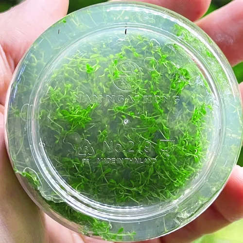 Miniatura 3 de Hemianthus Callitrichoides Cultivo de tejidos US Farm Live Aquarium Plants Midground para decoración de peceras
